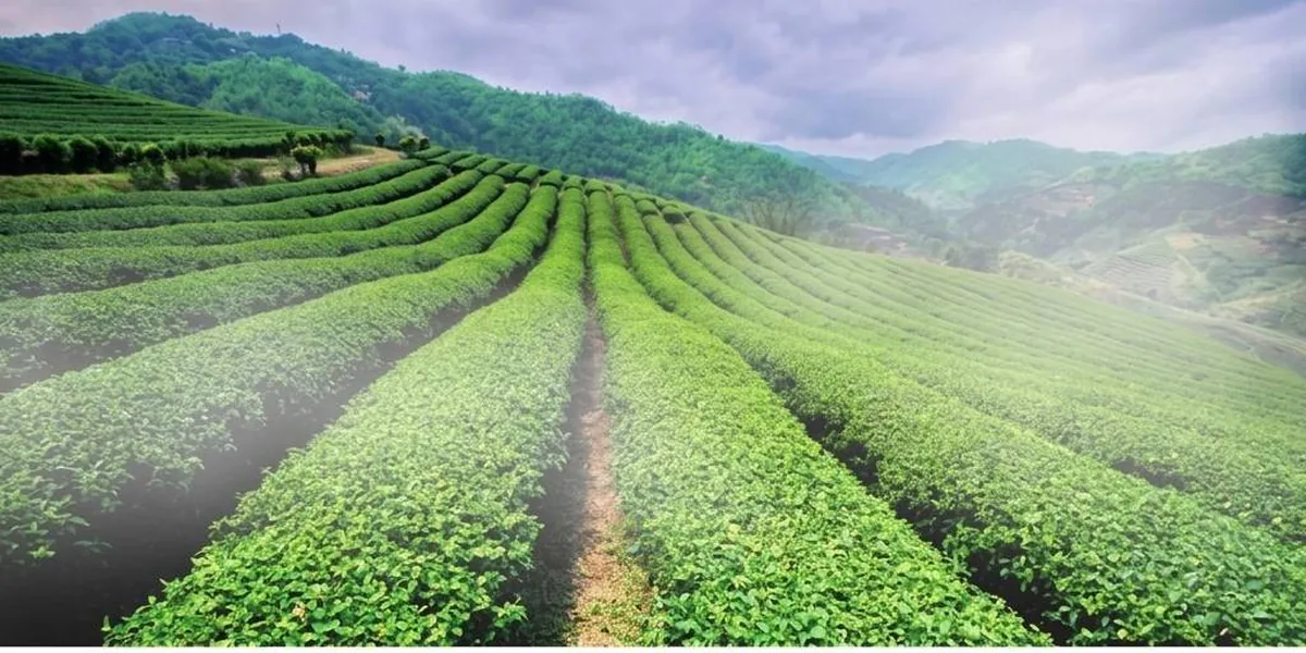 101 Tea Plantation in Chiang Rai