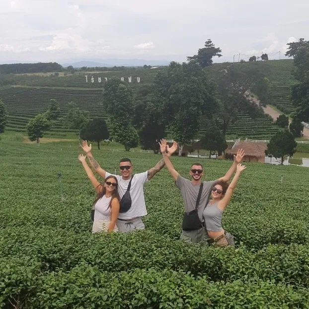Choui Fong Tea Plantation in Chiang Rai