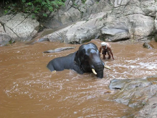 Ethical Elephant Sanctuary in Chiang Rai